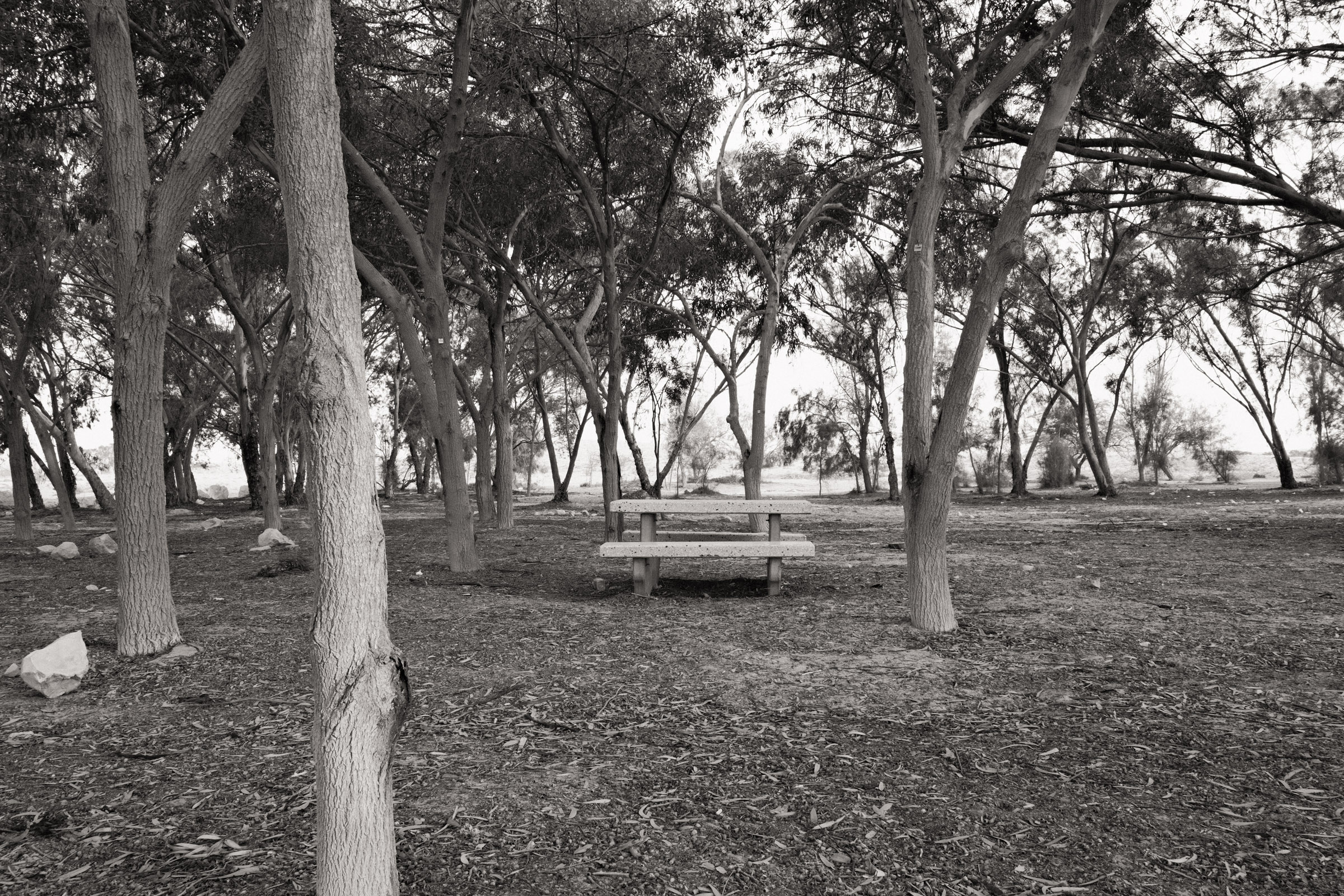 Photograph by Ronen Boneh