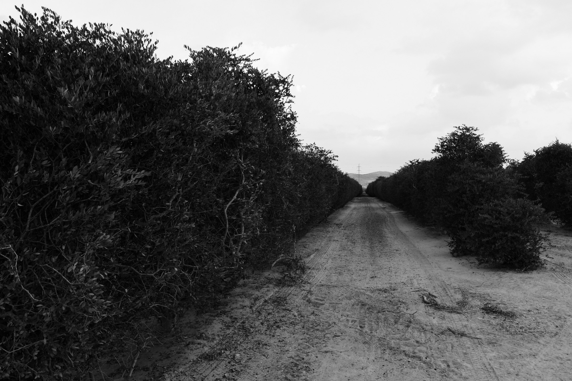 Photograph by Ronen Boneh