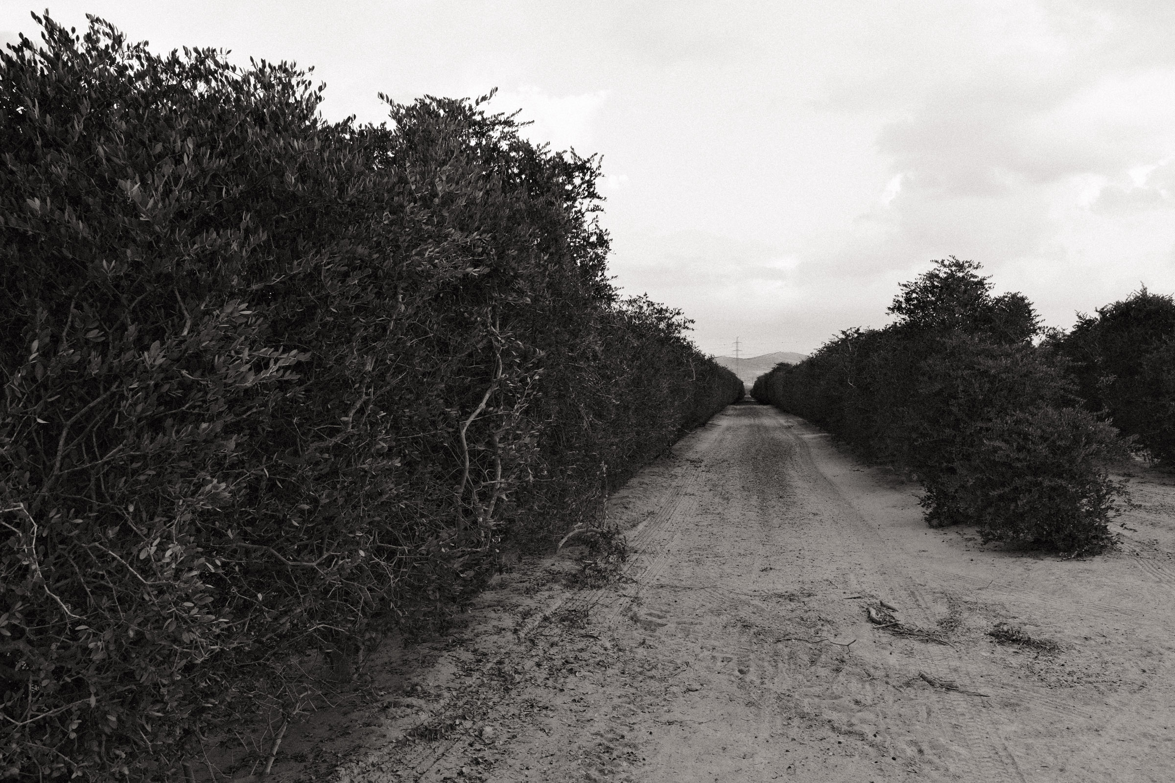 Photograph by Ronen Boneh