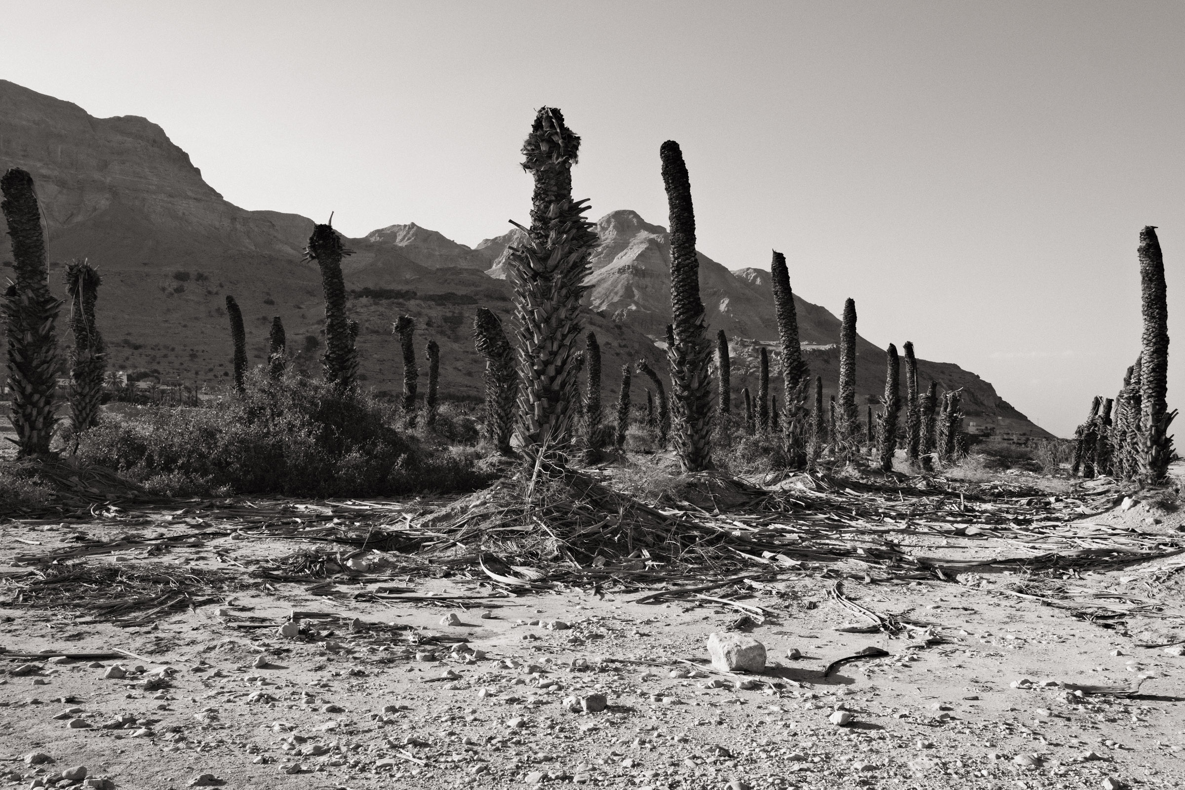 Photograph by Ronen Boneh